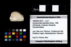 Foto (Objekt + Etikett) von Goniodromites bidentatus (Reuss, 1858)  (NHMW-GEO-1990-0041-2673)